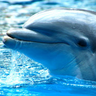 Dolphins avatars