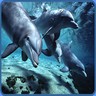 Dolphins avatars