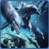 Dolphins