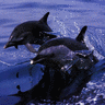Dolphins avatars