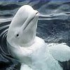 Dolphins avatars