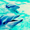 Dolphins avatars