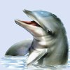 Dolphins avatars