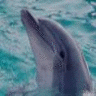 Dolphins avatars