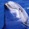 Dolphins avatars