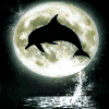 Dolphins avatars