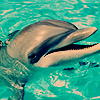 Dolphins avatars