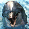 Dolphins avatars