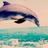 Dolphins avatars