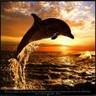 Dolphins avatars
