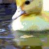 Ducks avatars