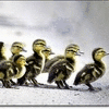 Ducks avatars