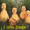 Ducks avatars