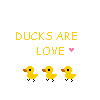 Ducks avatars