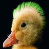 Ducks avatars