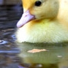 Ducks avatars