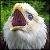 Eagle avatars