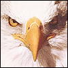 Eagle avatars