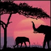 Elephant avatars