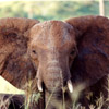 Elephant avatars