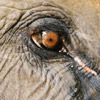 Elephant avatars