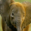 Elephant avatars