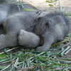 Elephant avatars