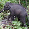 Elephant avatars