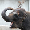Elephant avatars