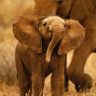 Elephant avatars