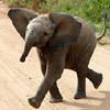 Elephant avatars