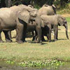 Elephant avatars