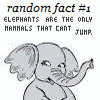 Elephant avatars