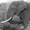 Elephant avatars