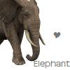 Elephant avatars