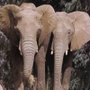 Elephant avatars