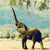 Elephant avatars