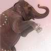 Elephant avatars