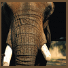 Elephant avatars