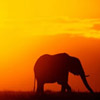 Elephant avatars