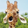 Giraffe avatars