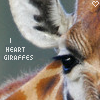 Giraffe avatars