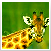 Giraffe avatars