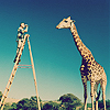 Giraffe avatars