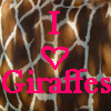 Giraffe avatars