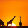 Giraffe avatars