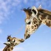 Giraffe avatars