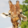 Giraffe avatars