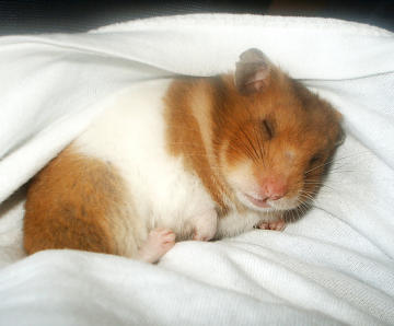 Hamster