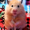 Hamster avatars